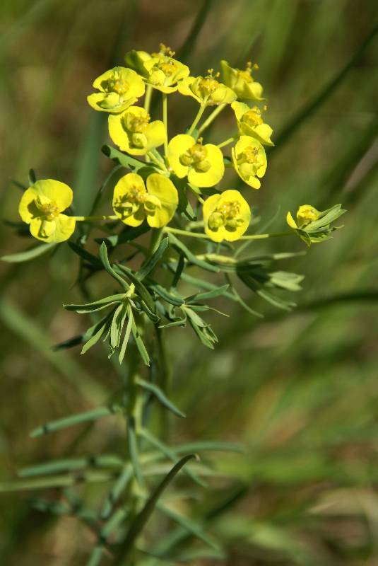 Unser Orchideenpark Bild Nr.037